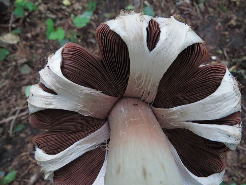 Шампиньон паровой (Agaricus vaporarius) - фото 8