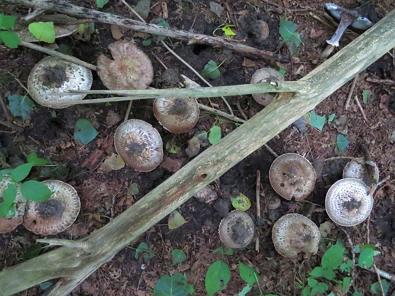 Шампиньон паровой (Agaricus vaporarius) - фото 9