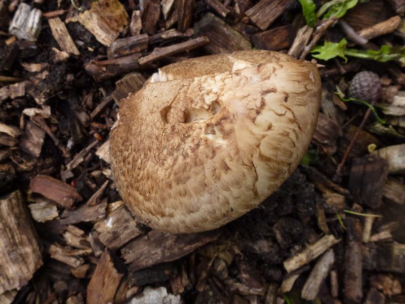 Шампиньон паровой (Agaricus vaporarius) - фото 10