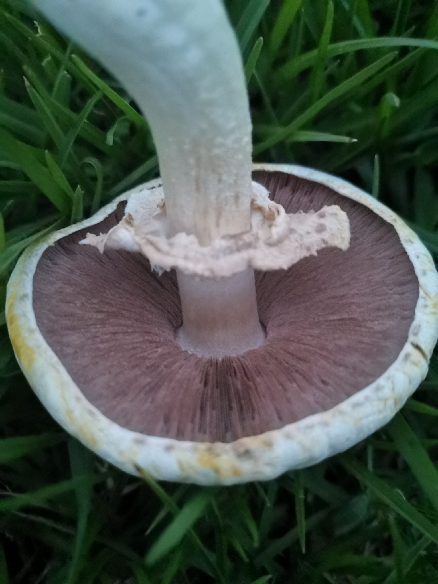 Шампиньон рыжеющий. Шампиньон желтокожий (Agaricus xanthodermus) - фото 12