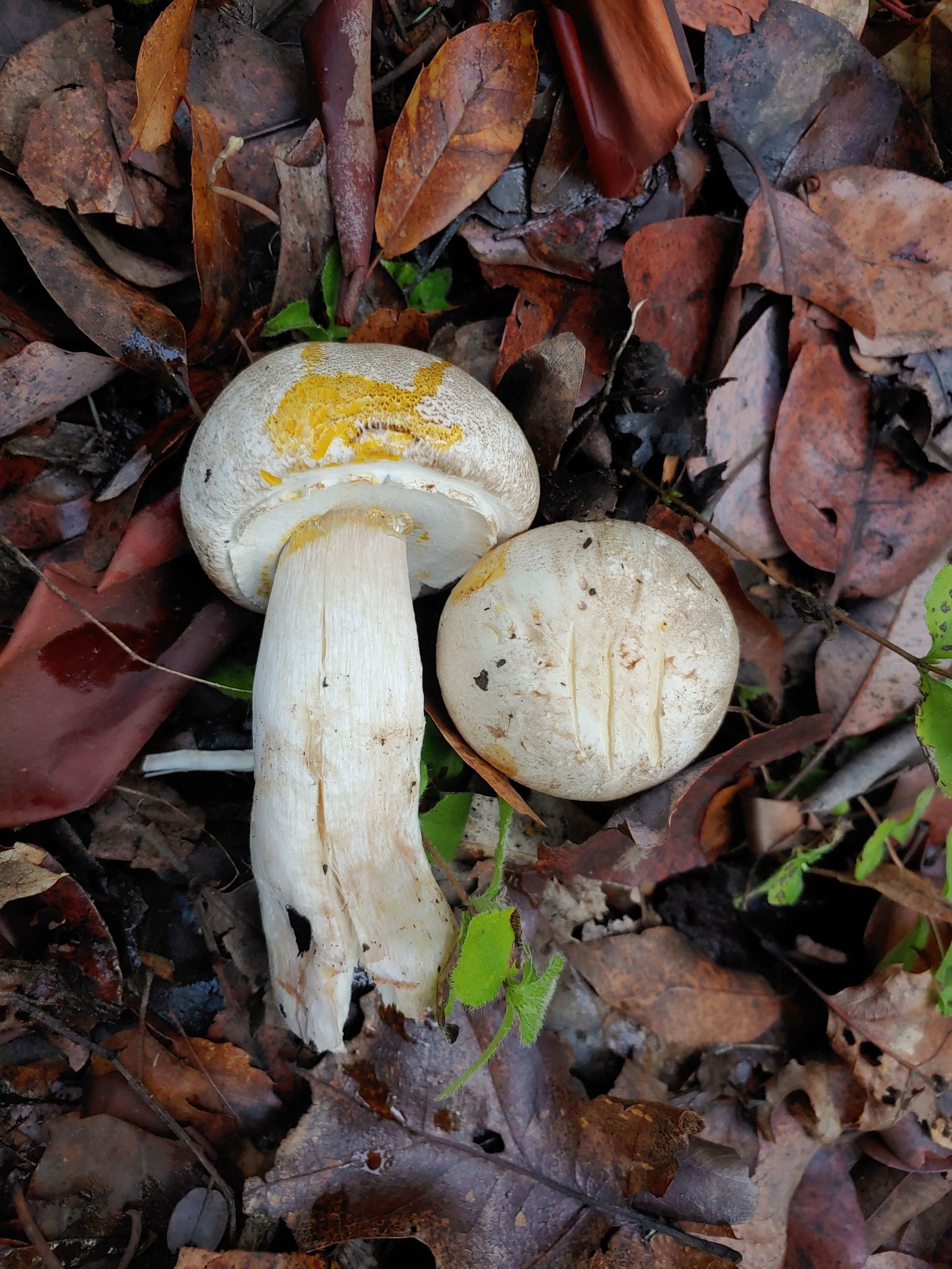Шампиньон рыжеющий. Шампиньон желтокожий (Agaricus xanthodermus) - фото 6