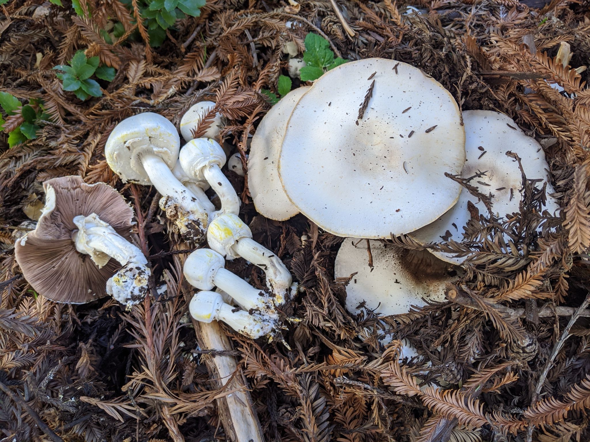 Шампиньон рыжеющий. Шампиньон желтокожий (Agaricus xanthodermus) - фото 7