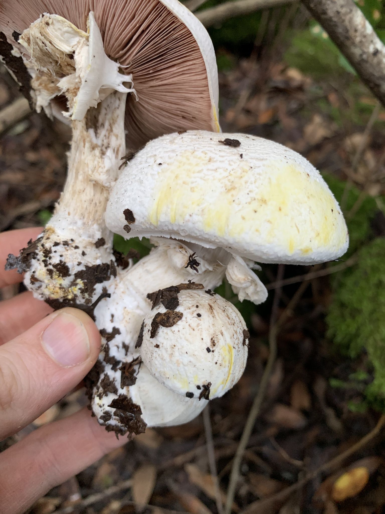 Шампиньон рыжеющий. Шампиньон желтокожий (Agaricus xanthodermus) - фото 9
