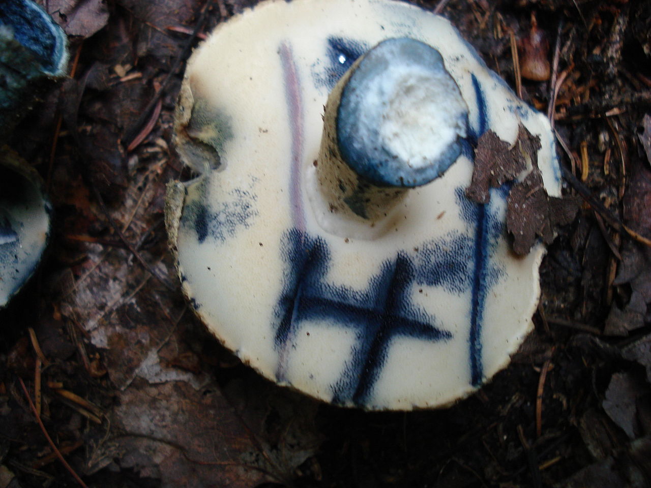 Синяк. Гиропорус синеющий (Gyroporus cyanescens) - фото 2