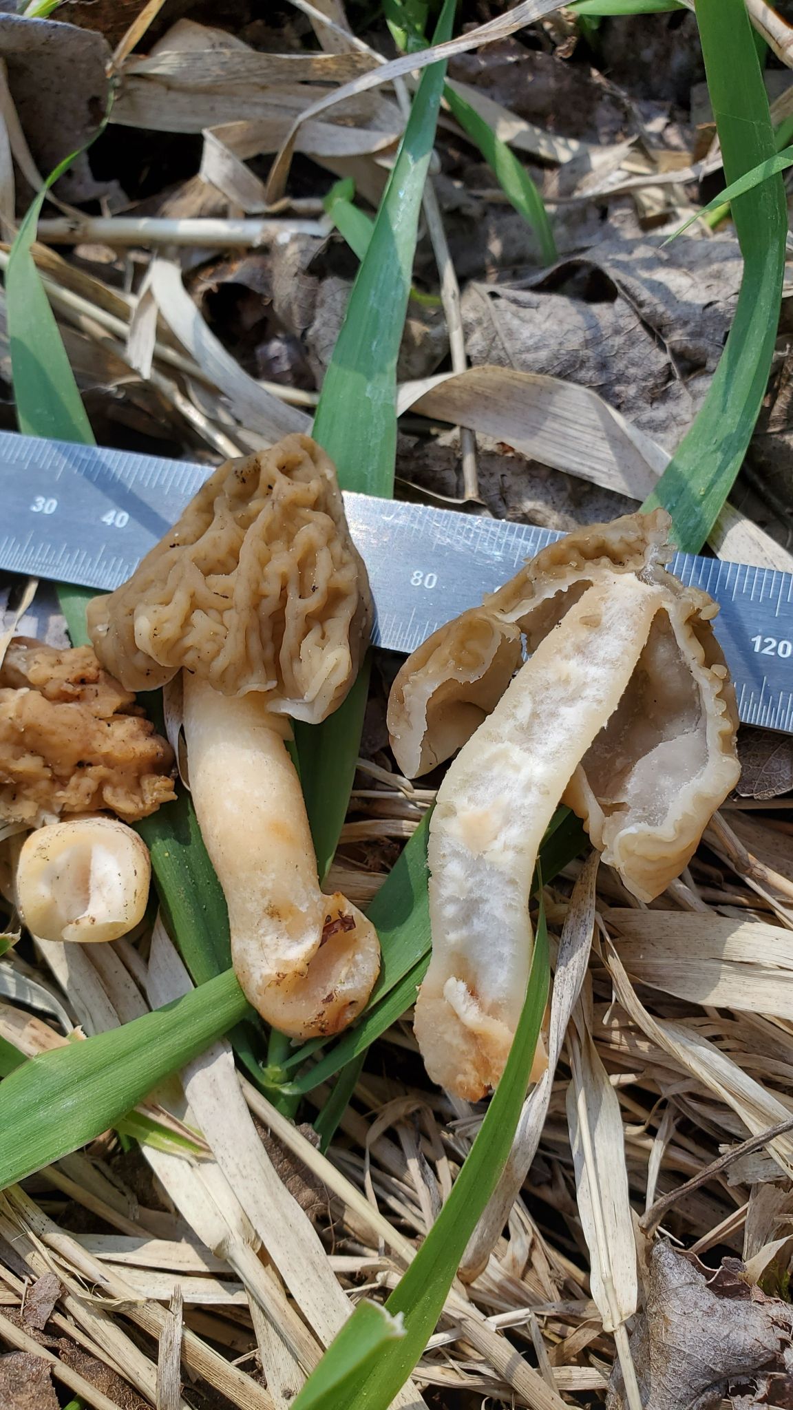 Сморчковая шапочка. Сморчок нежный. Колпачок (Verpa bohemica) - фото 4