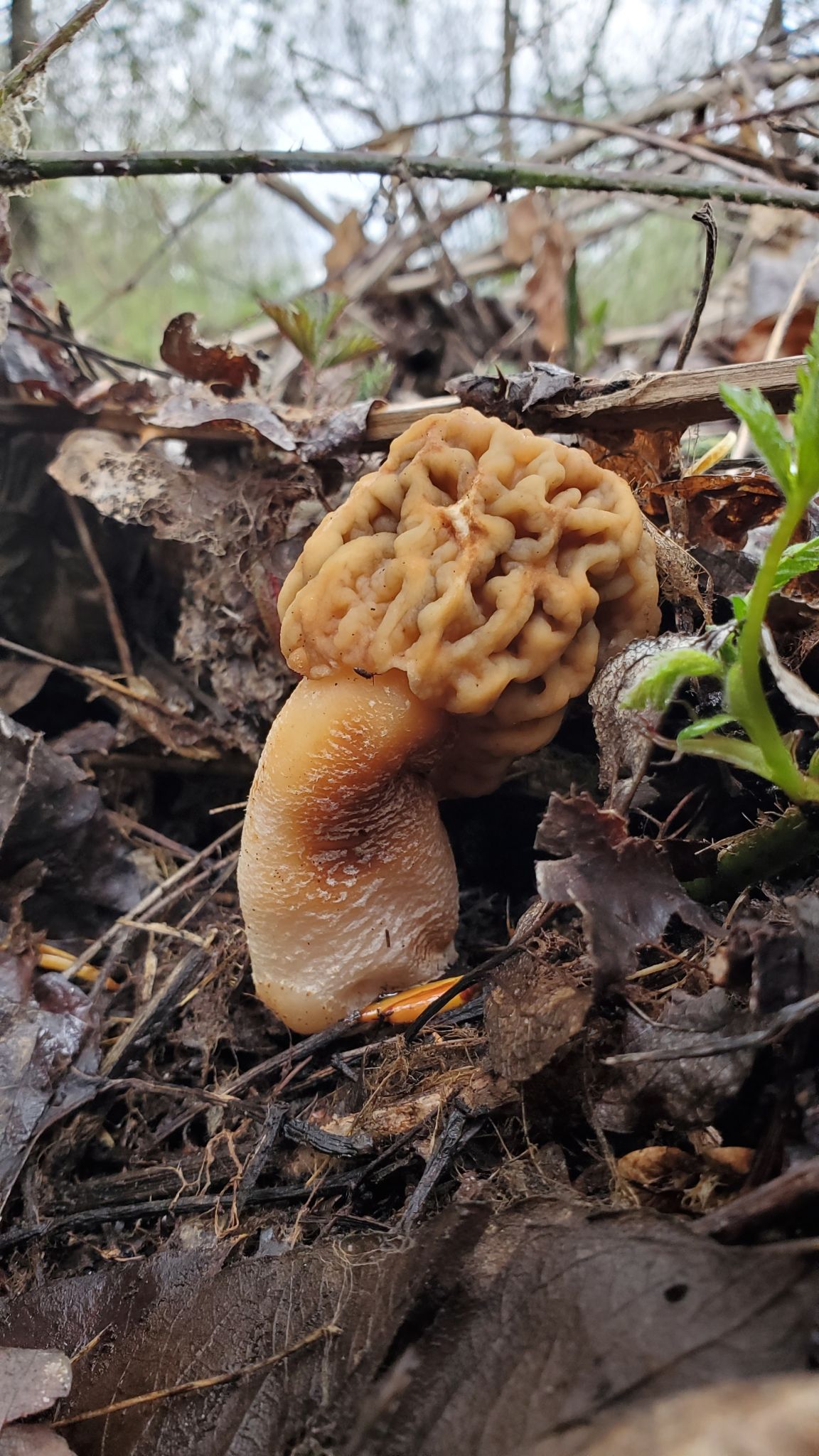 Сморчковая шапочка. Сморчок нежный. Колпачок (Verpa bohemica) - фото 5