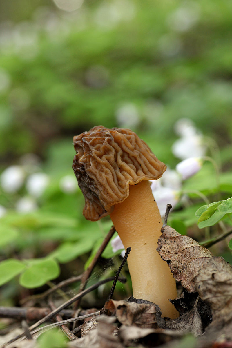 Сморчковая шапочка. Сморчок нежный. Колпачок (Verpa bohemica) - фото 7