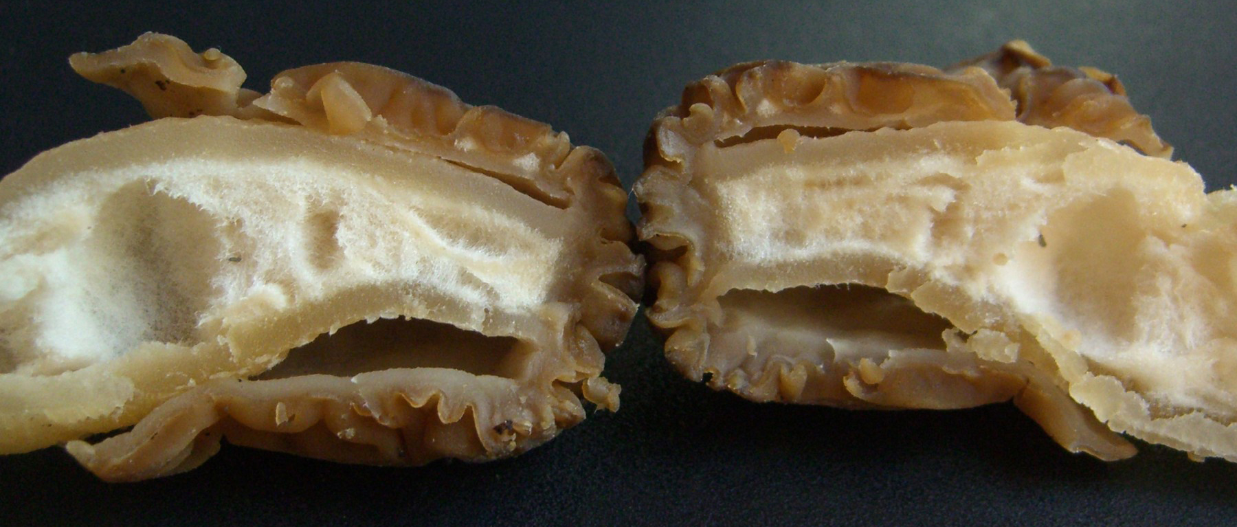 Сморчковая шапочка. Сморчок нежный. Колпачок (Verpa bohemica) - фото 8