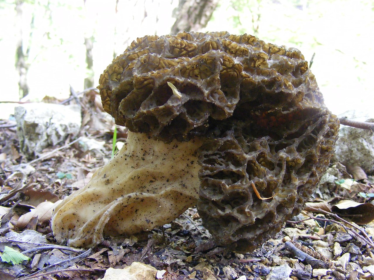 Сморчок настоящий (съедобный) (Morchella esculenta) - фото 6