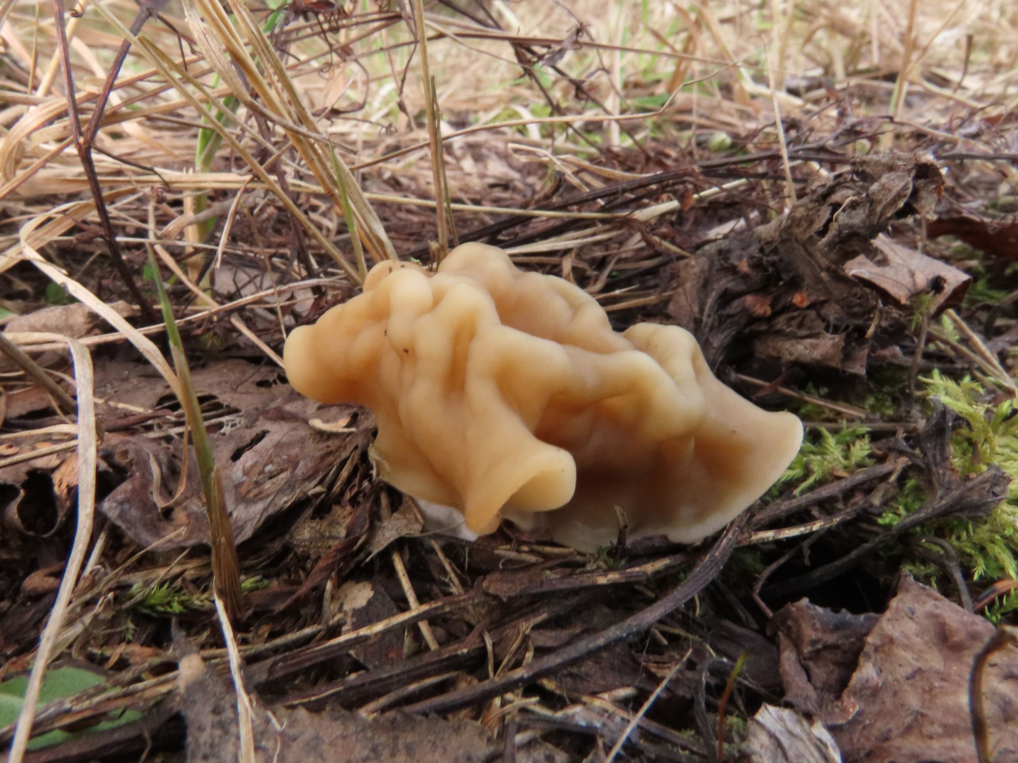 Строчок гигантский (Gyromitra gigas) - фото 5