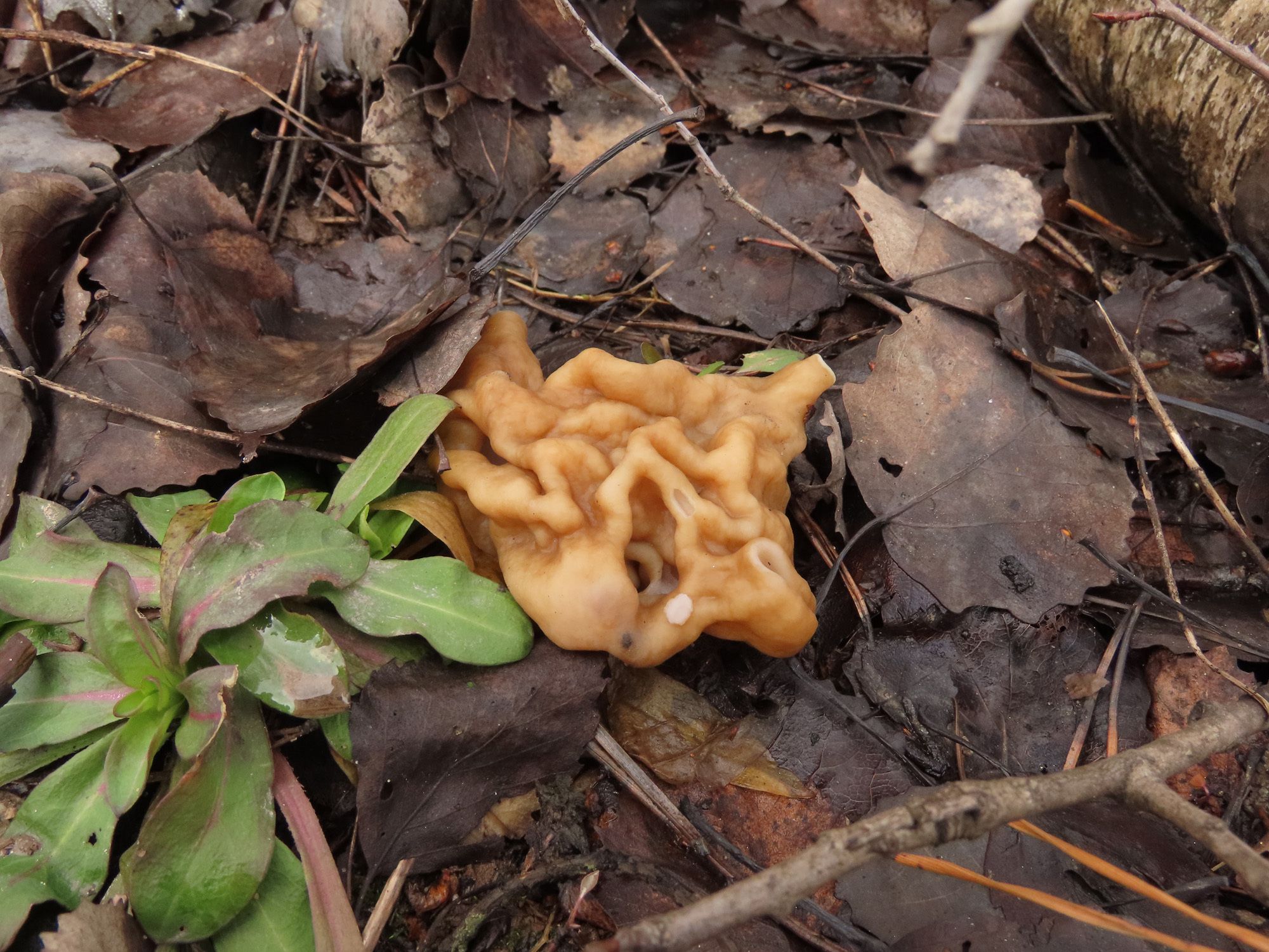 Строчок гигантский (Gyromitra gigas) - фото 6