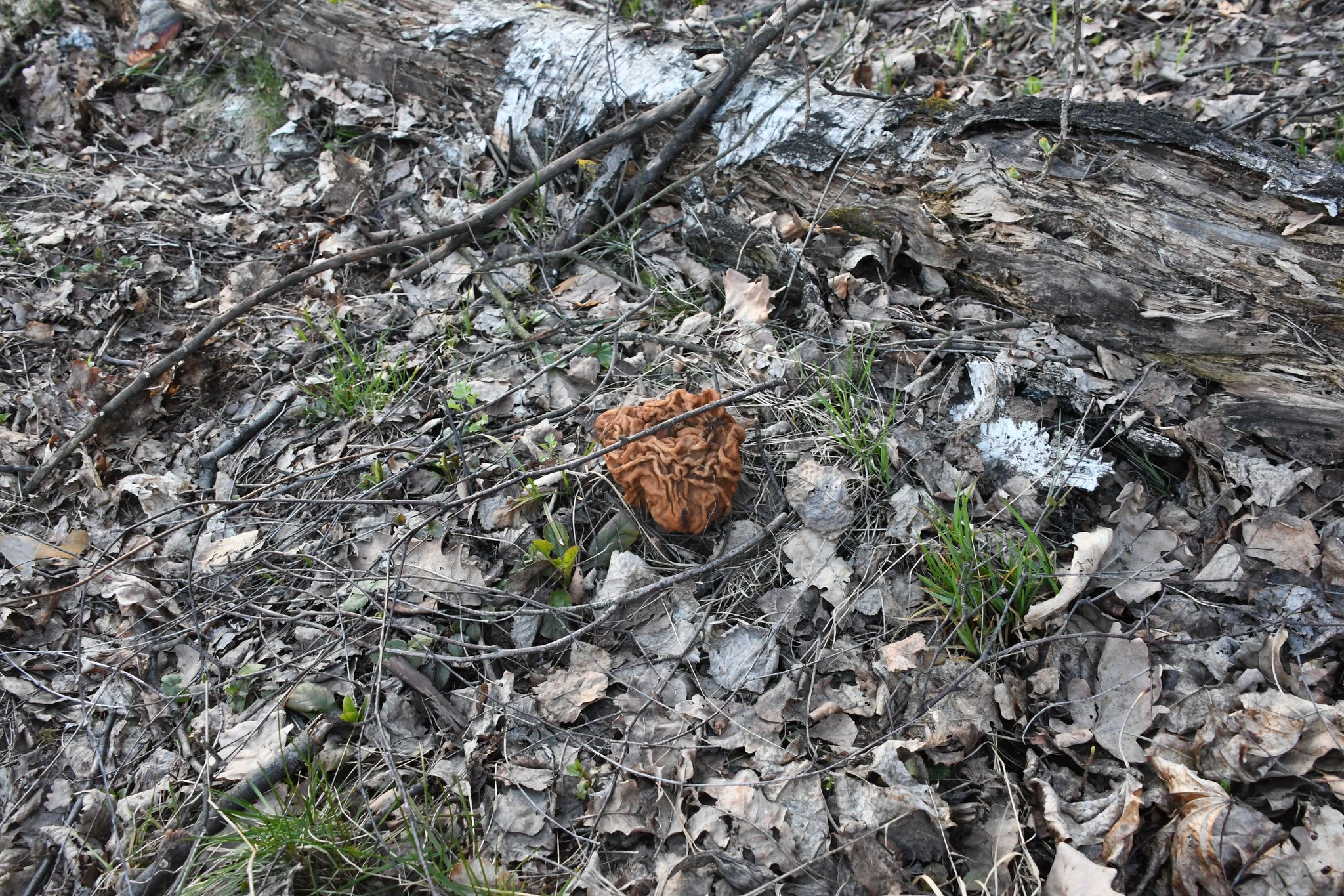Строчок гигантский (Gyromitra gigas) - фото 7
