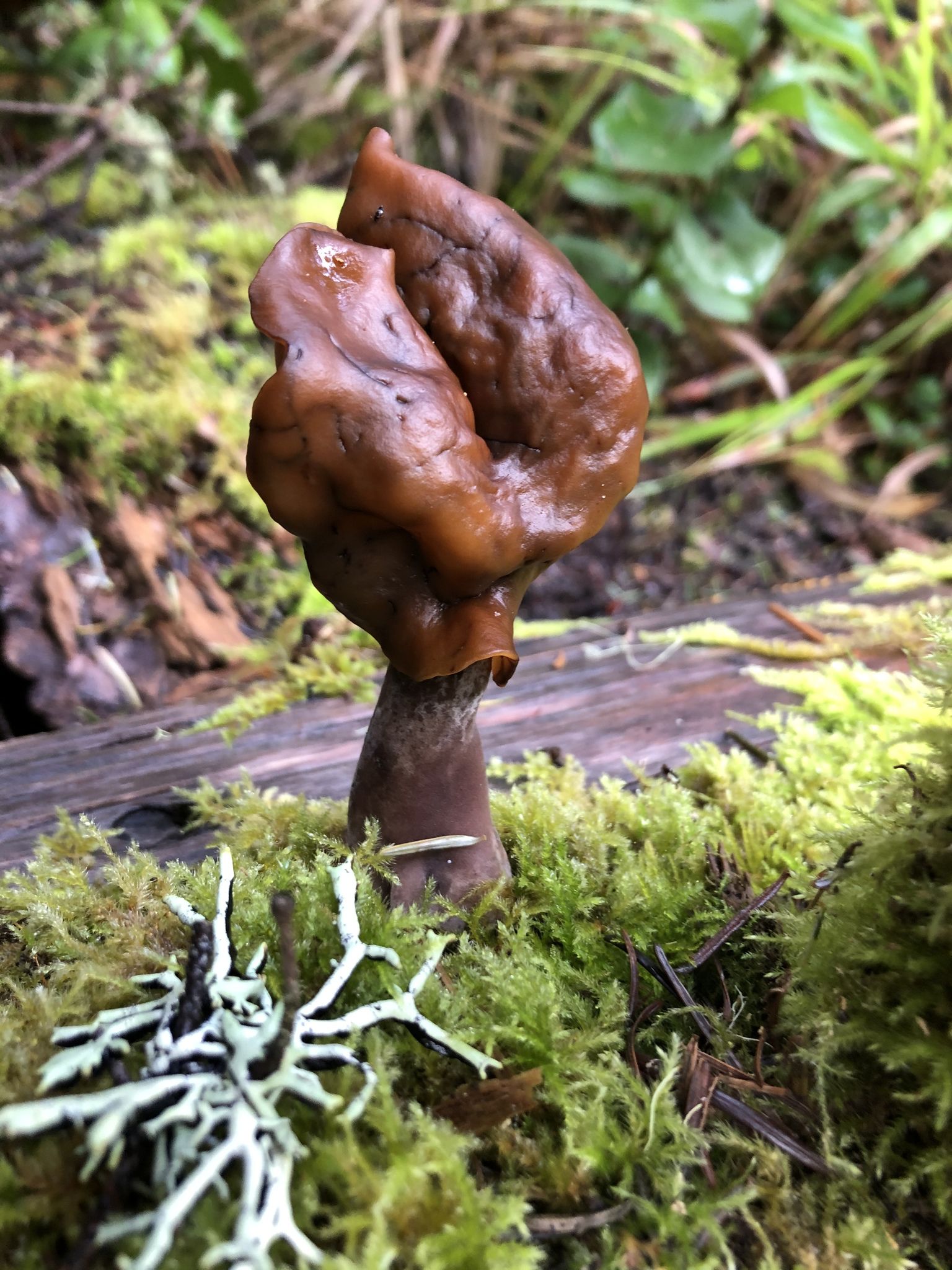 Строчок осенний (Gyromitra infula) - фото 7