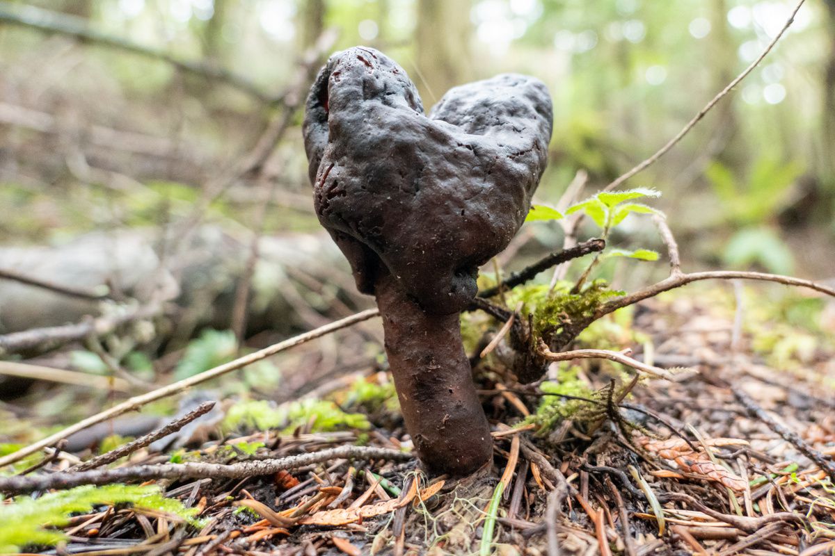 Строчок осенний (Gyromitra infula) - фото 8
