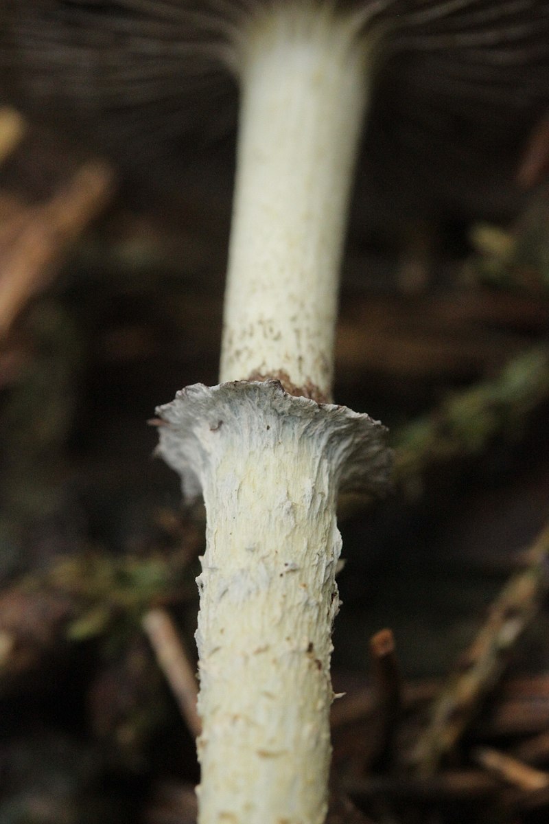 Строфария сине-зелёная (Stropharia aeruginosa) - фото 2