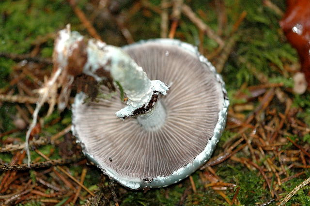 Строфария сине-зелёная (Stropharia aeruginosa) - фото 7