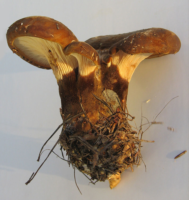 Свинушка толстая (Tapinella atrotomentosa) - фото 2