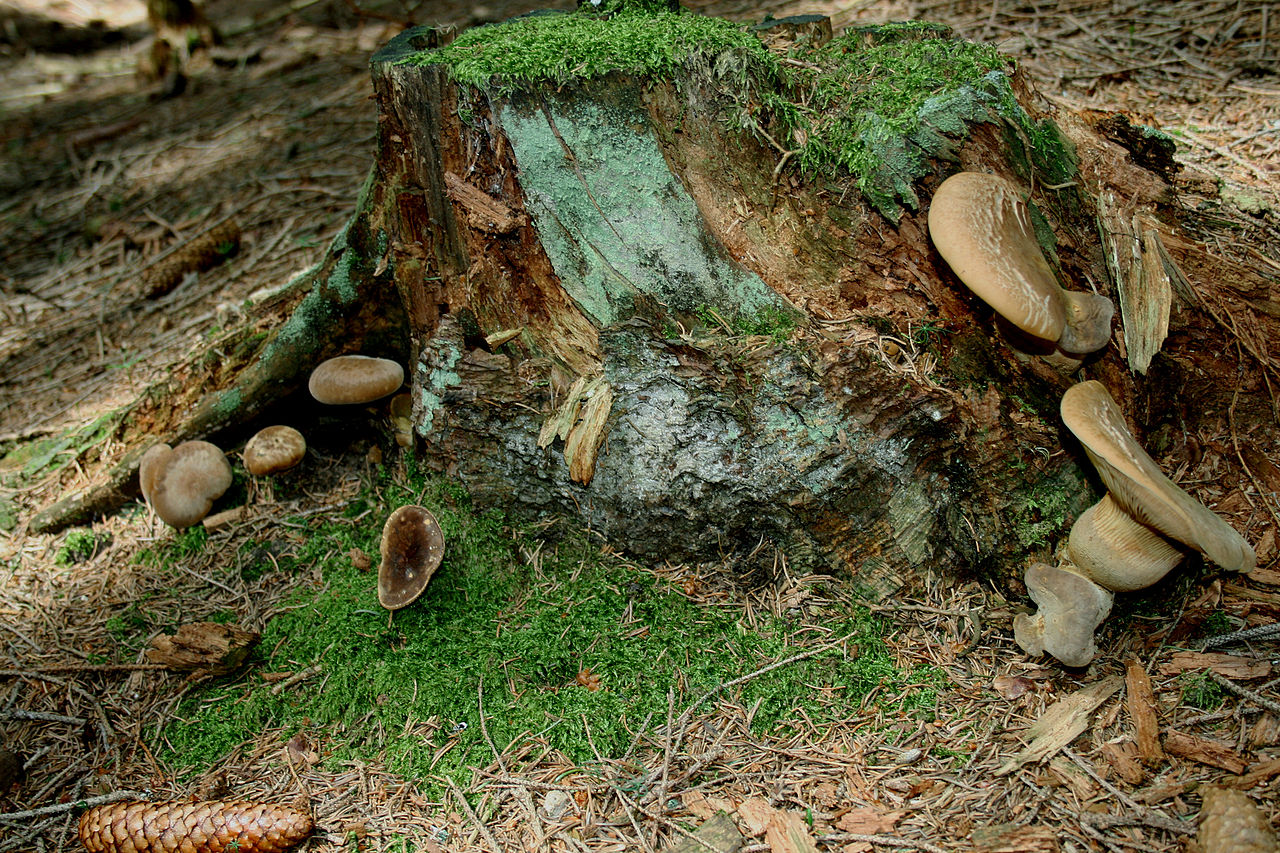 Свинушка толстая (Tapinella atrotomentosa) - фото 3