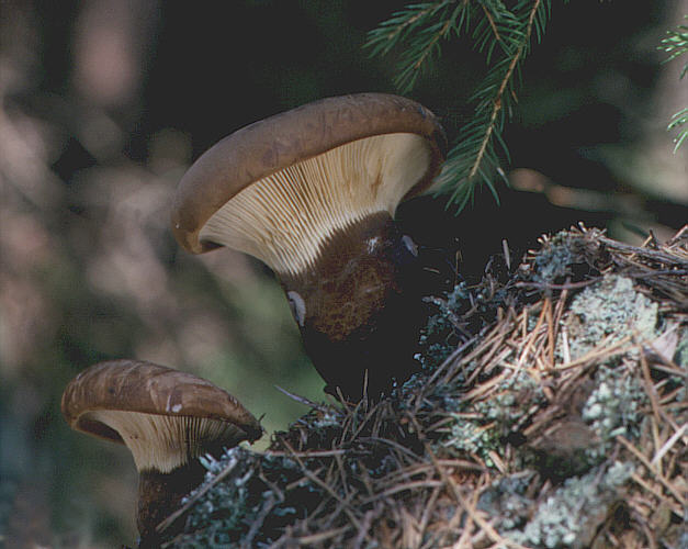Свинушка толстая (Tapinella atrotomentosa) - фото 9