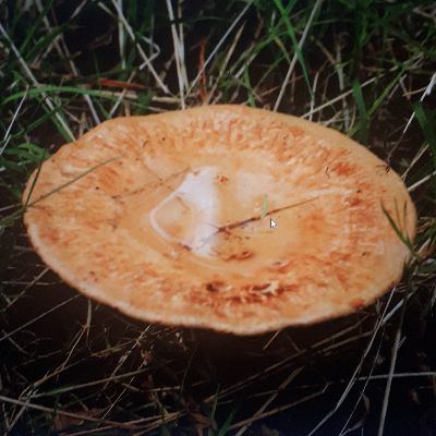 Свинушка тонкая (Paxillus involutus) - фото 6