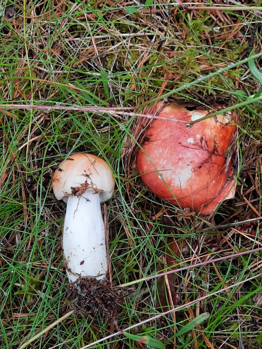 Сыроежка болотная. Поплавуха (Russula paludosa) - фото 4