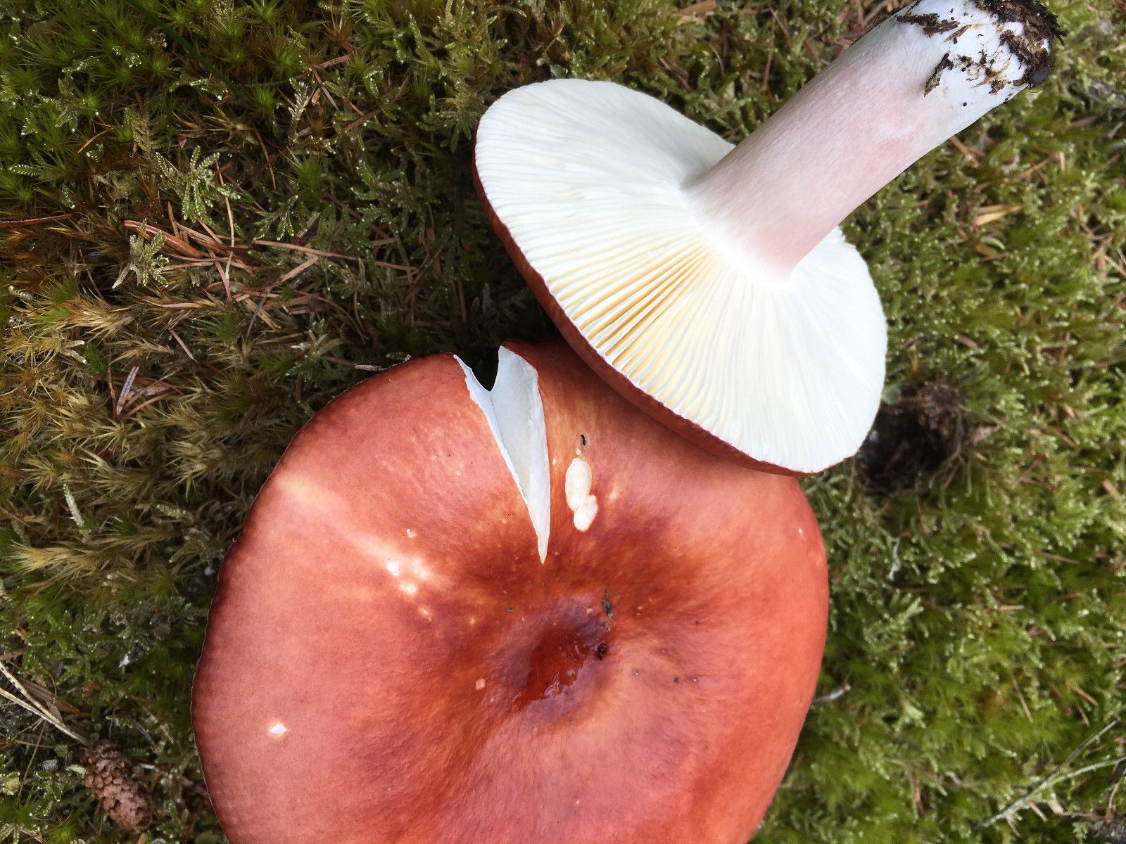Сыроежка болотная. Поплавуха (Russula paludosa) - фото 5