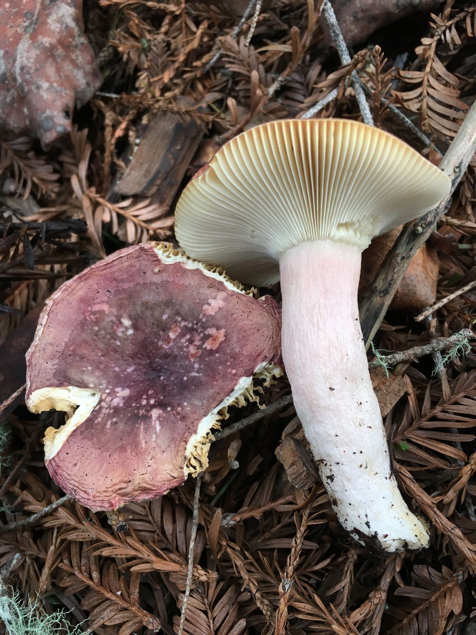 Сыроежка буреющая (Russula xerampelina) - фото 3