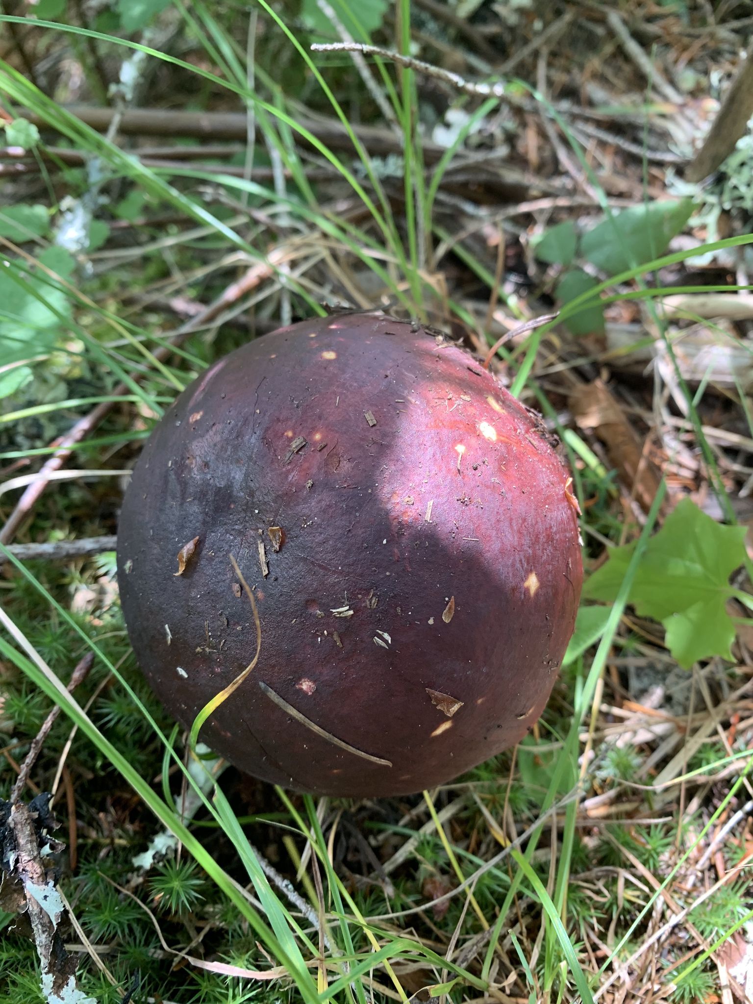 Сыроежка буреющая (Russula xerampelina) - фото 4