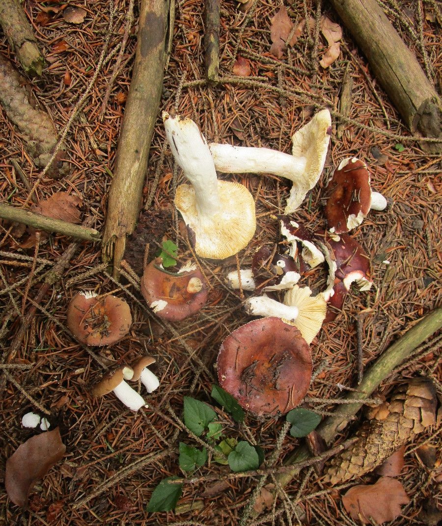Сыроежка цельная (замечательная) (Russula integra) - фото 5
