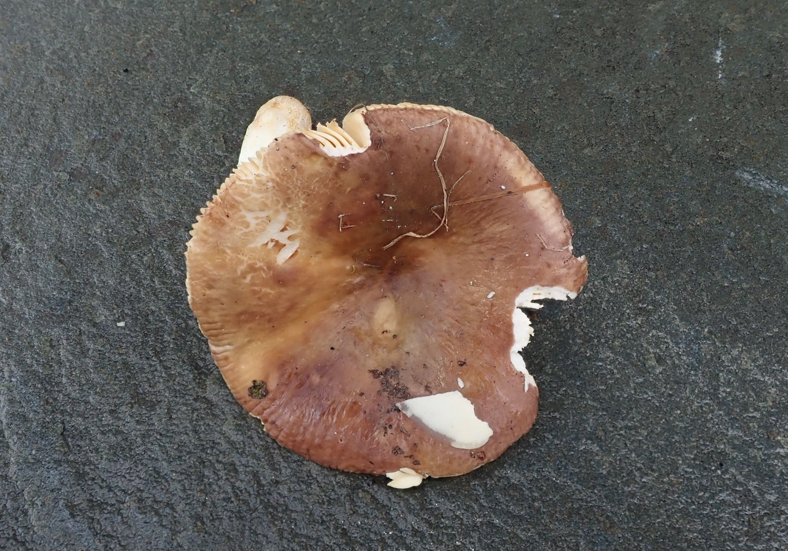 Сыроежка цельная (замечательная) (Russula integra) - фото 7