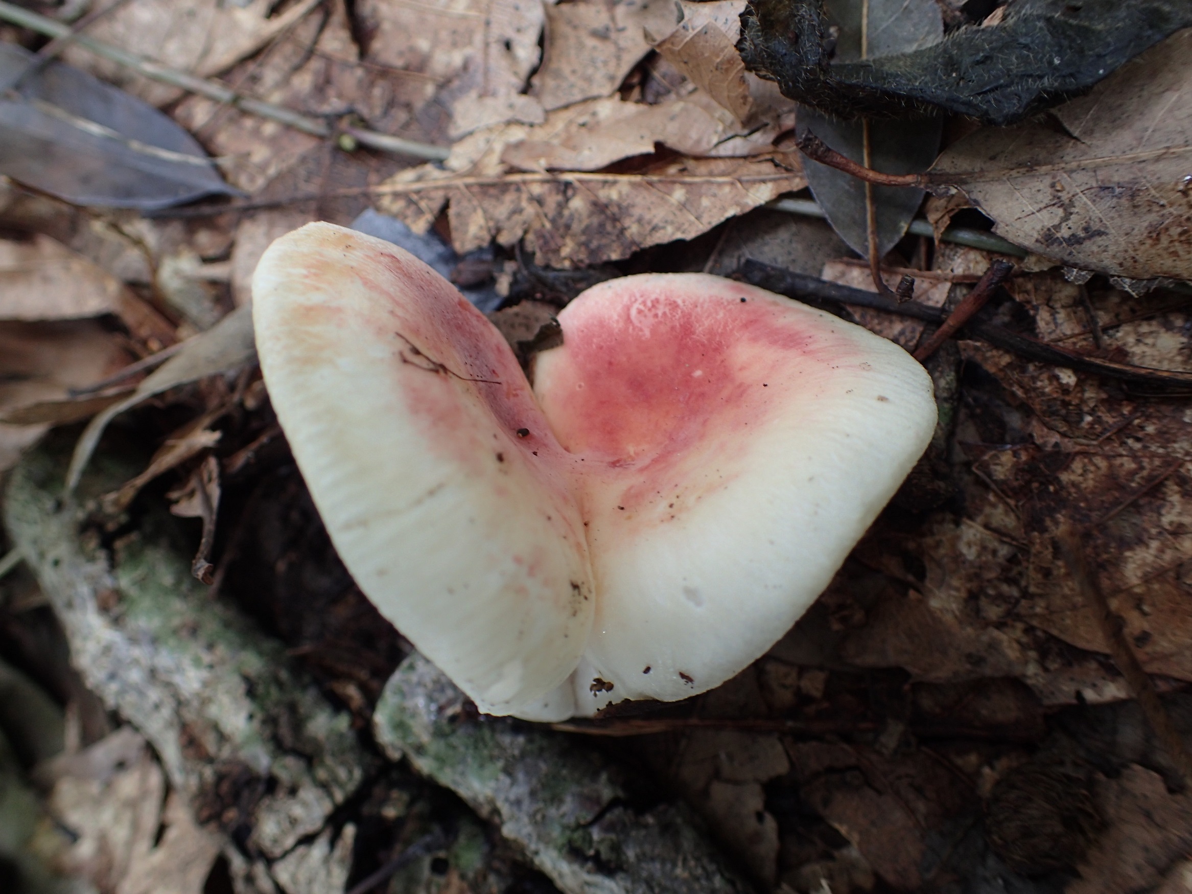 Сыроежка красивая (Russula bella) - фото 2