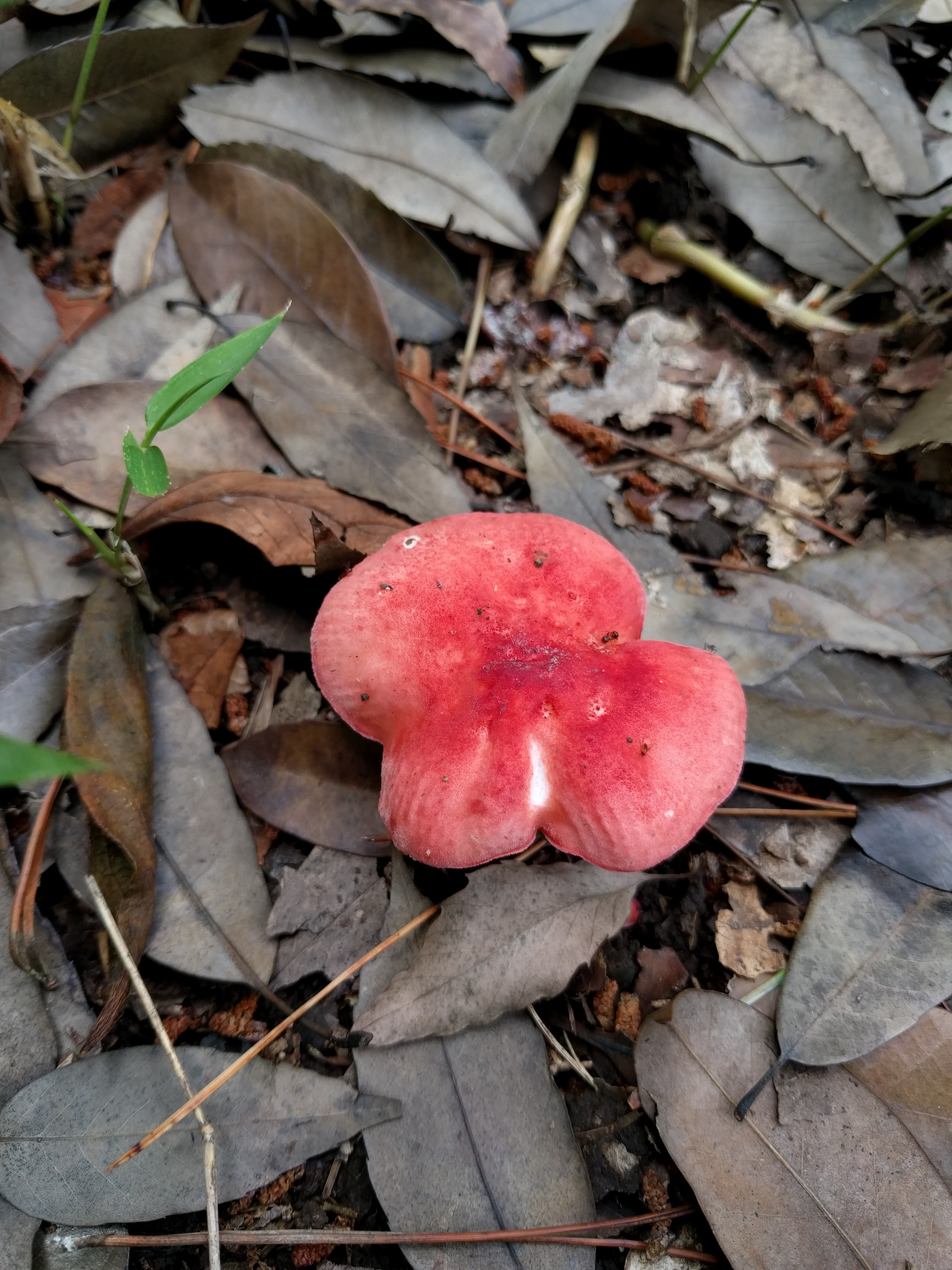 Сыроежка красивая (Russula bella) - фото 4