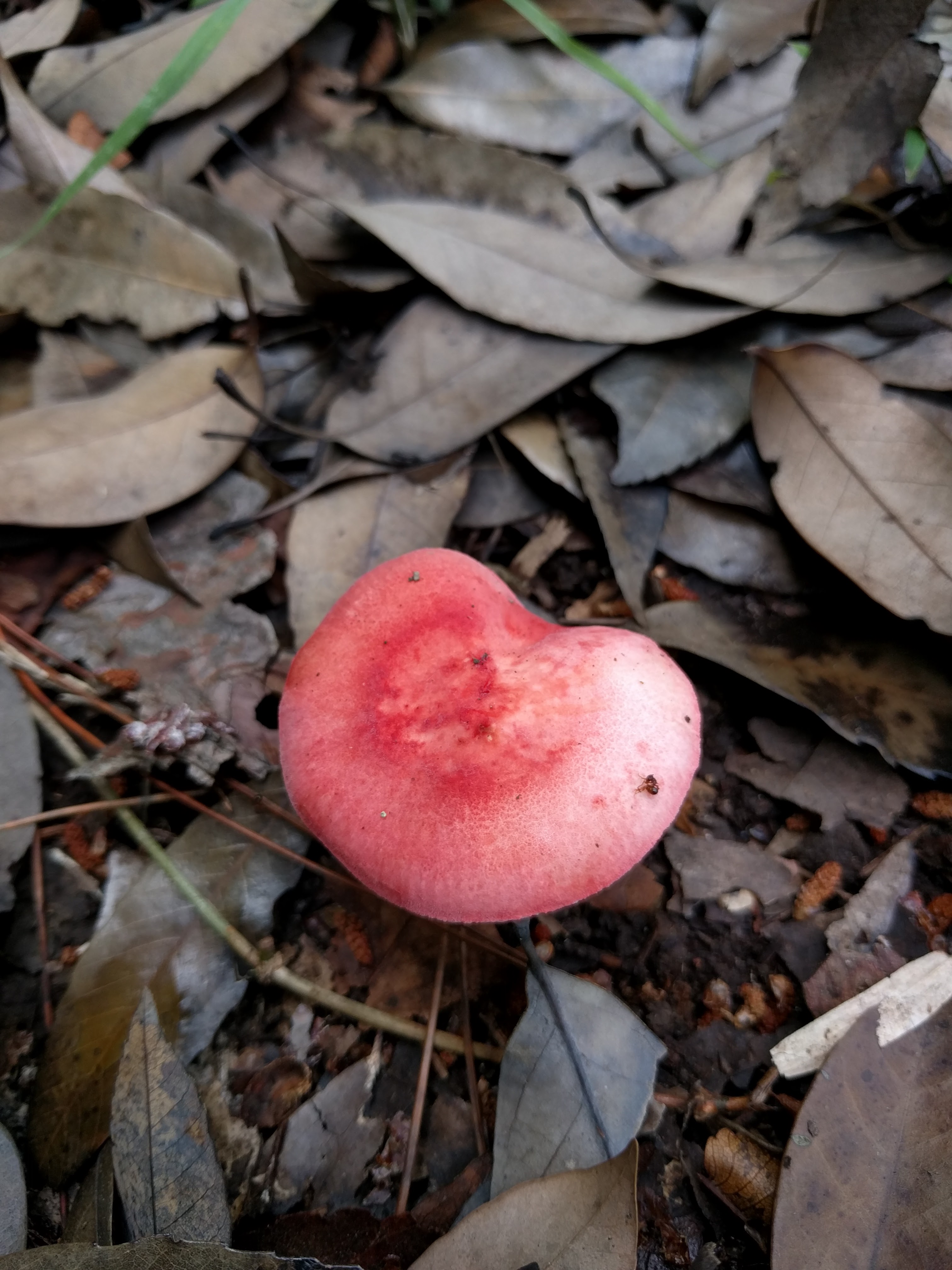 Сыроежка красивая (Russula bella) - фото 5