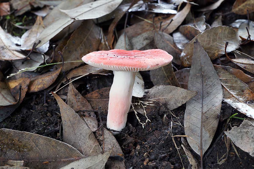Сыроежка красивая (Russula bella) - фото 7