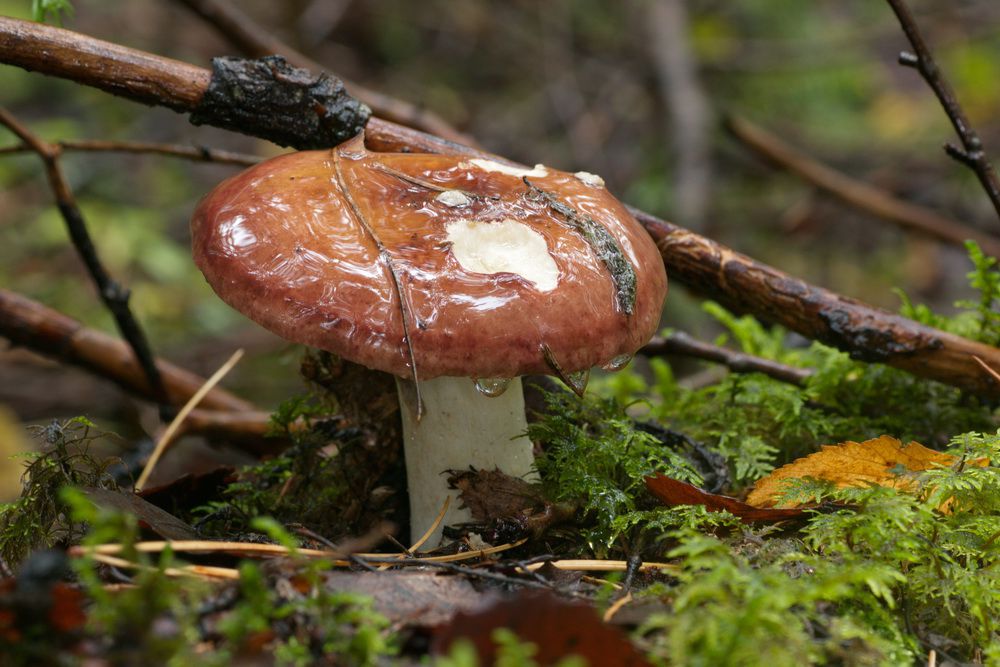 Сыроежка лайковая. Сыроежка зелёно-красная (Russula alutacea) - фото 2