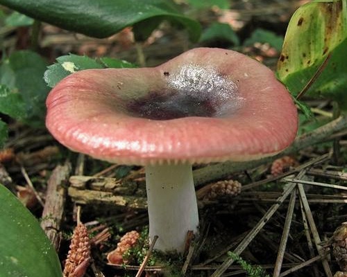 Сыроежка ломкая (Russula fragilis) - фото 2
