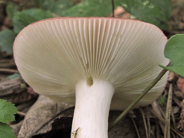 Сыроежка ломкая (Russula fragilis) - фото 3