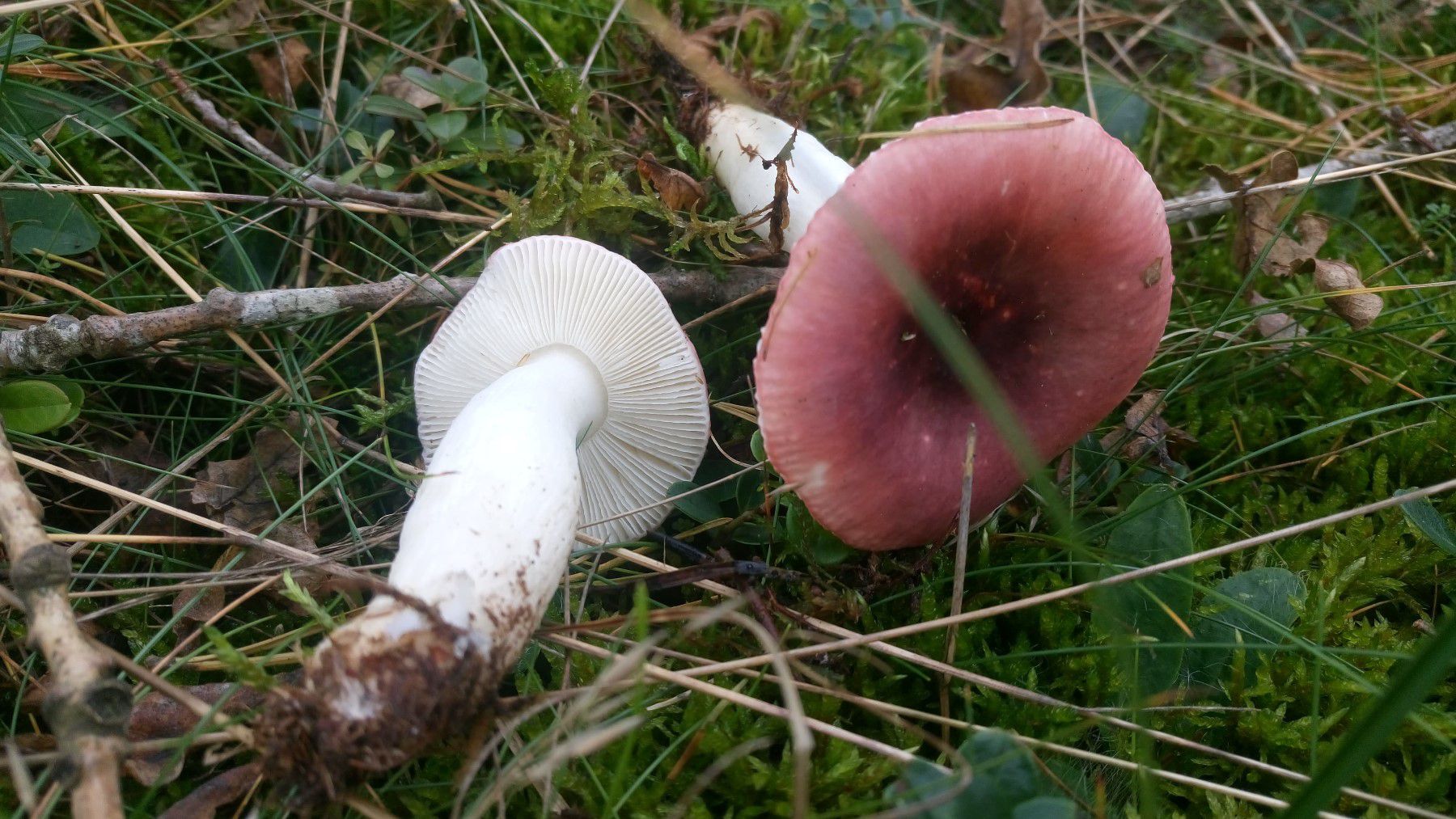 Сыроежка ломкая (Russula fragilis) - фото 4