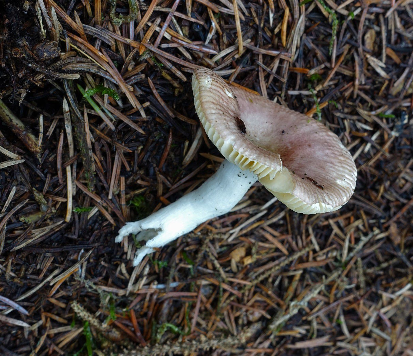 Сыроежка невзрачная (Russula nauseosa) - фото 2