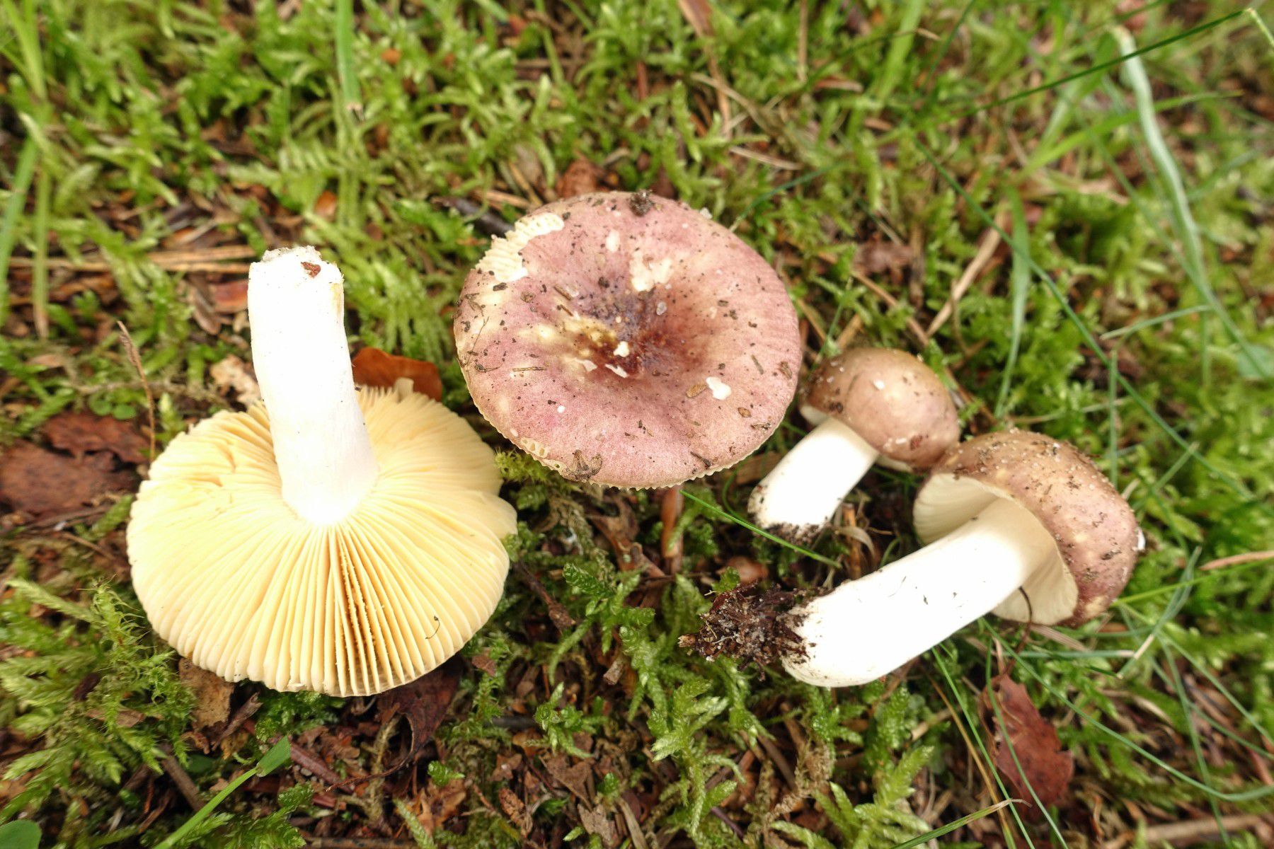 Сыроежка невзрачная (Russula nauseosa) - фото 3