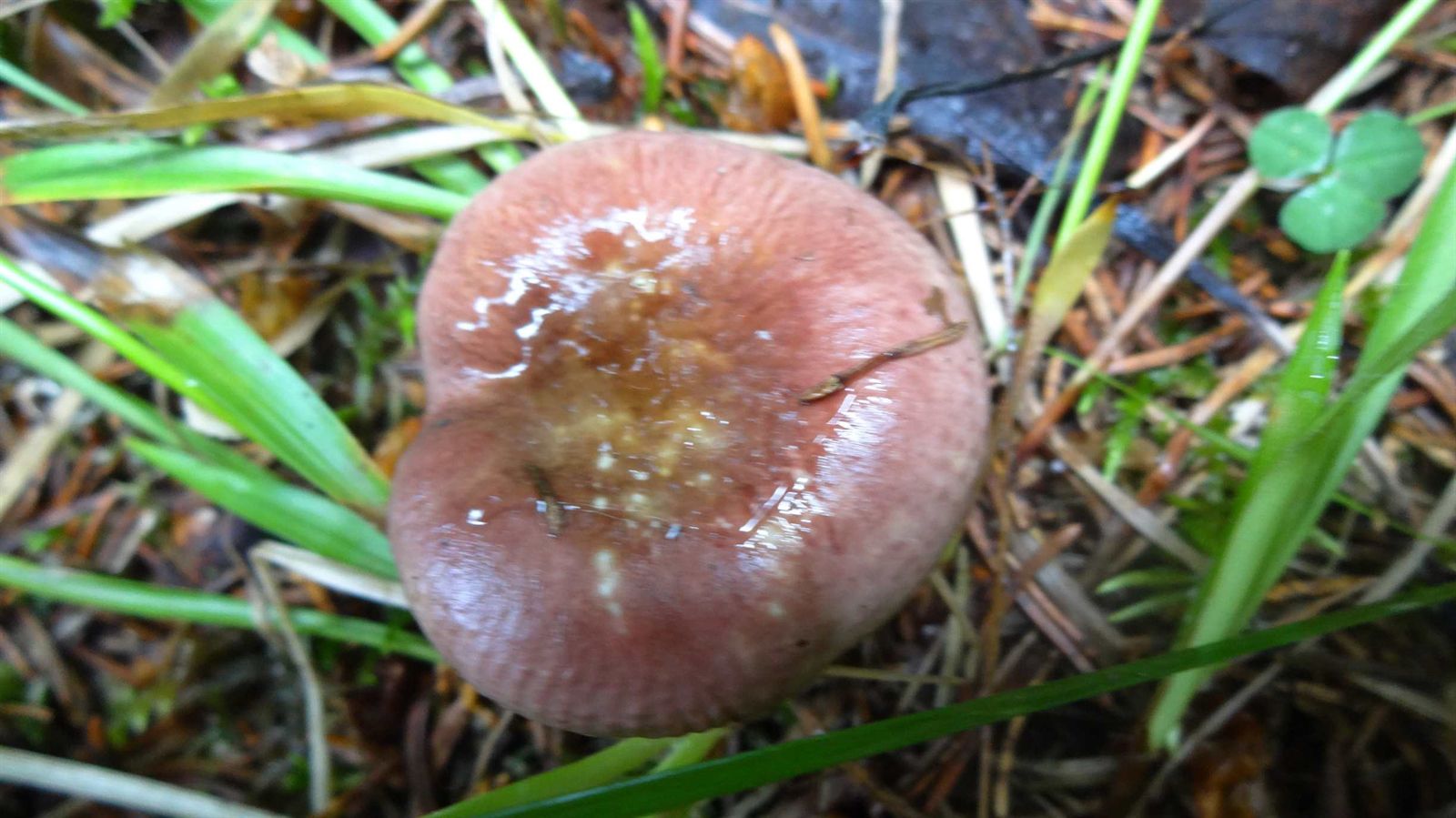 Сыроежка невзрачная (Russula nauseosa) - фото 6