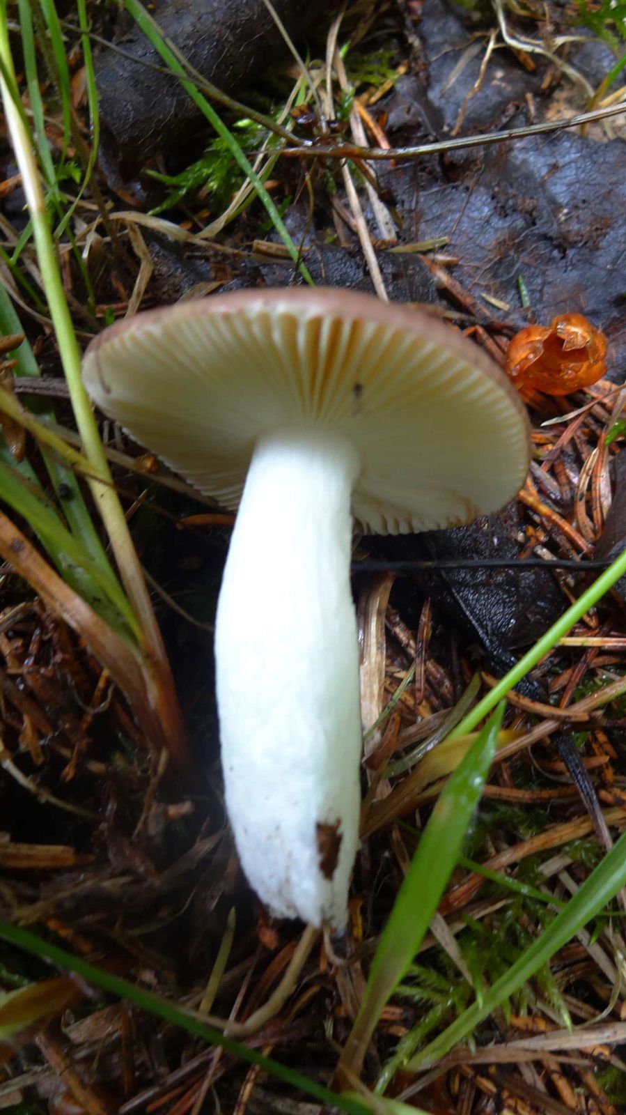 Сыроежка невзрачная (Russula nauseosa) - фото 7