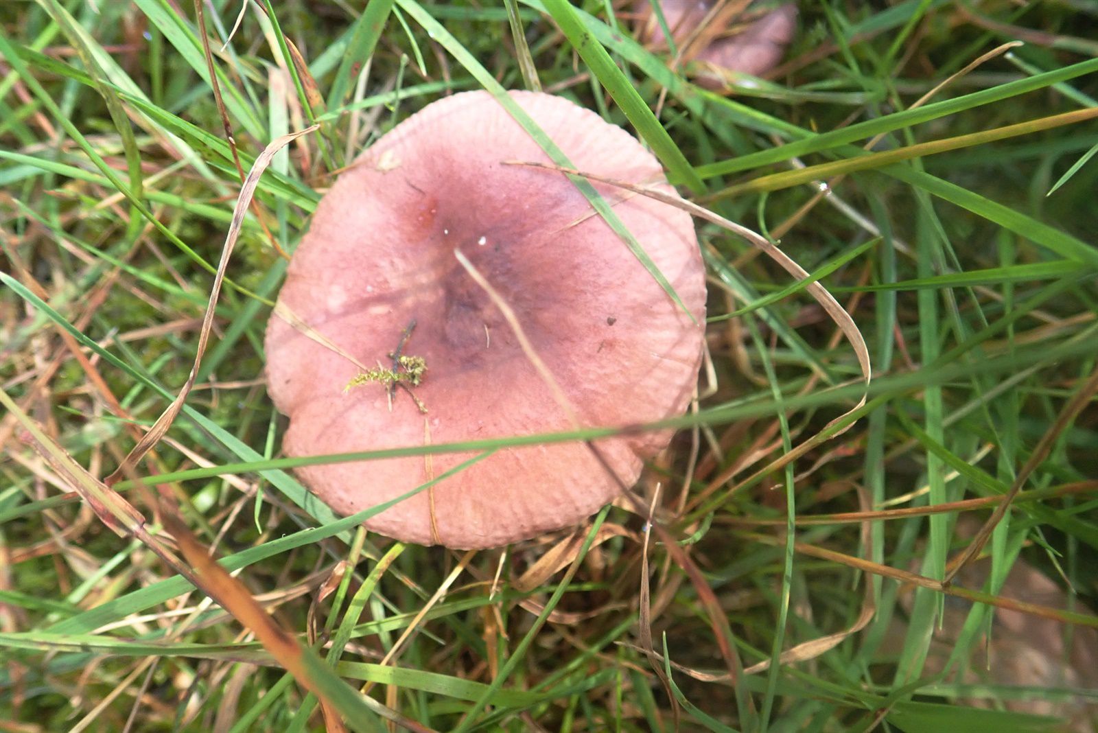 Сыроежка невзрачная (Russula nauseosa) - фото 8