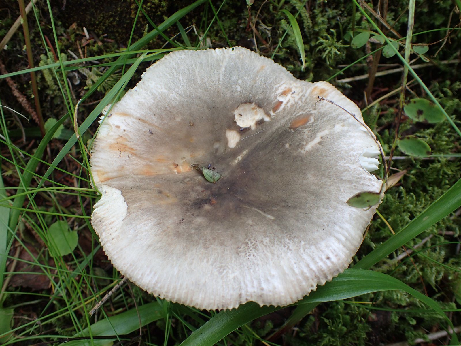 Сыроежка родственная (Russula consobrina) - фото 3