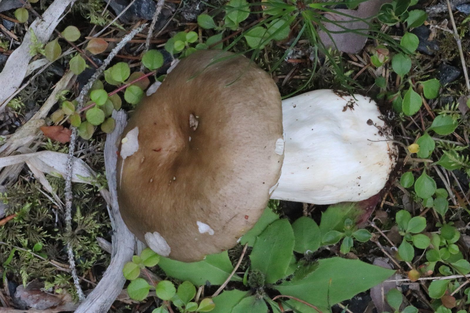 Сыроежка родственная (Russula consobrina) - фото 4