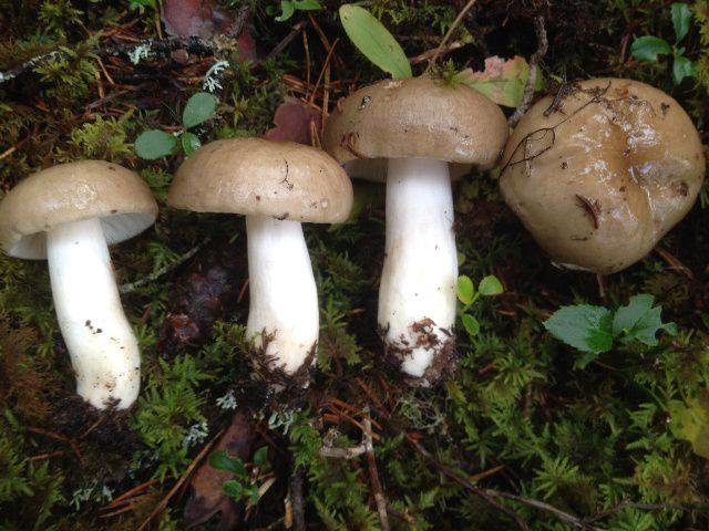 Сыроежка родственная (Russula consobrina) - фото 6