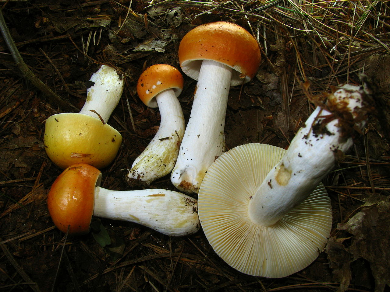 Сыроежка сереющая (Russula decolorans) - фото 4