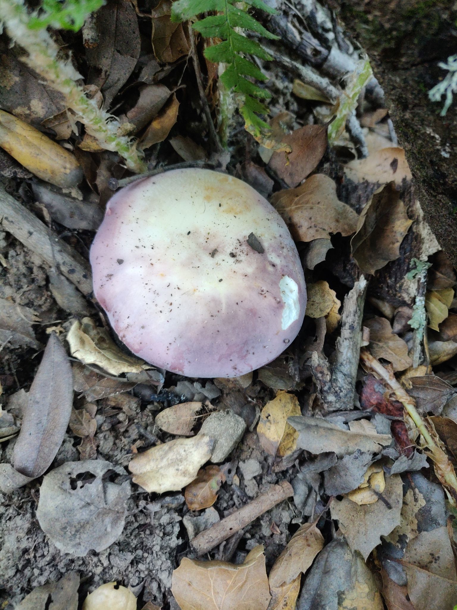Сыроежка сине-жёлтая (Russula cyanoxantha) - фото 4