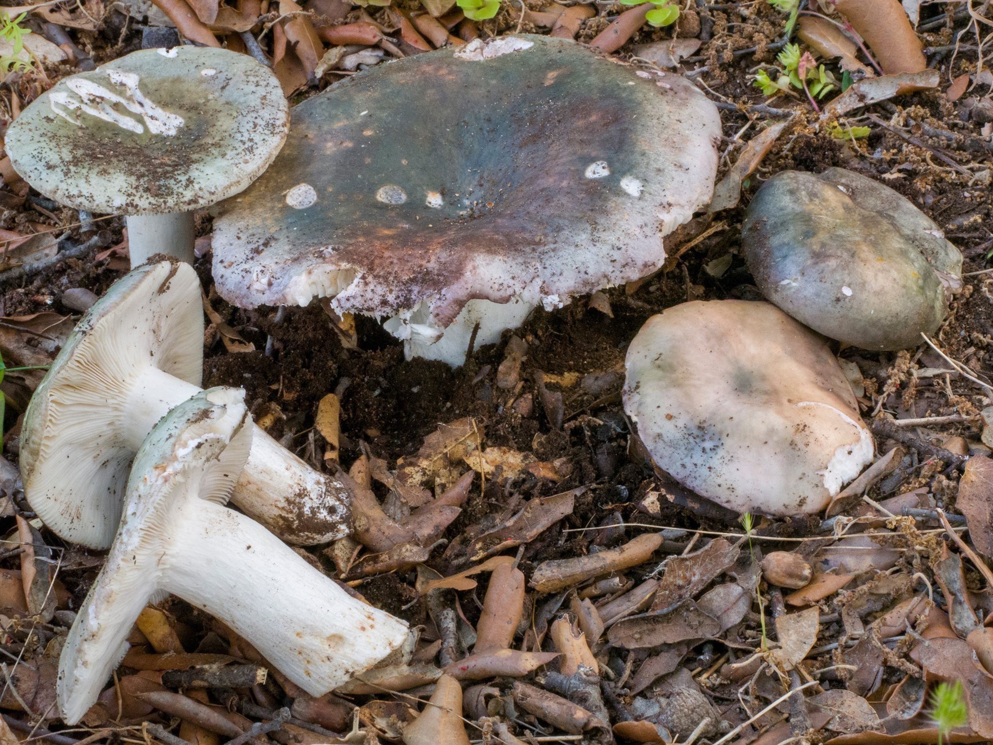 Сыроежка сине-жёлтая (Russula cyanoxantha) - фото 5