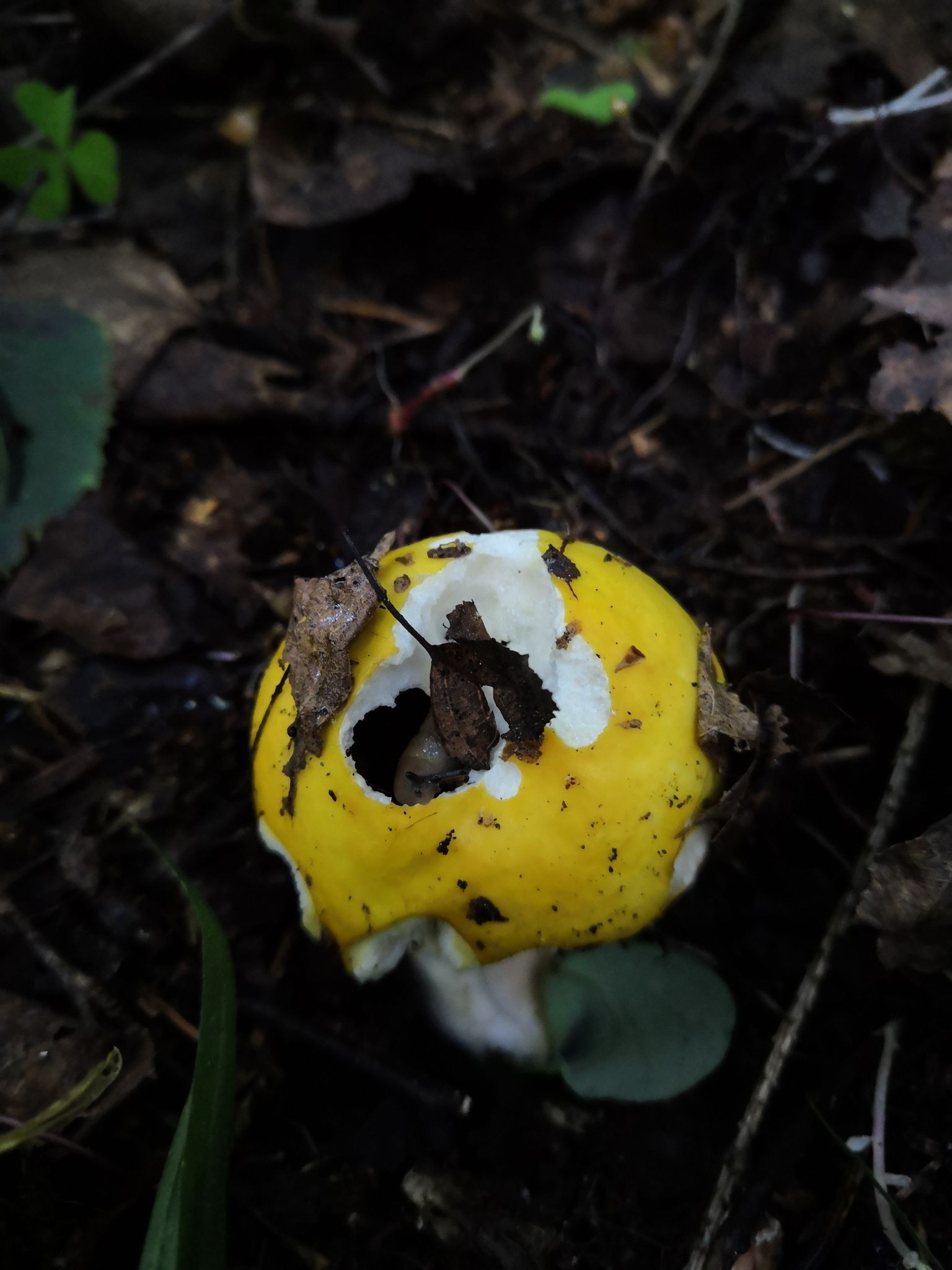 Сыроежка жёлтая (Russula claroflava) - фото 4